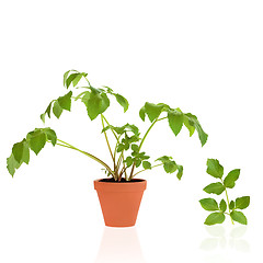 Image showing Angelica Herb and Leaf Sprig