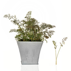 Image showing Bronze Fennel Herb