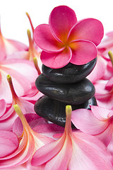 Image showing Frangipani Calm