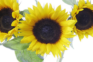 Image showing Sunflowers