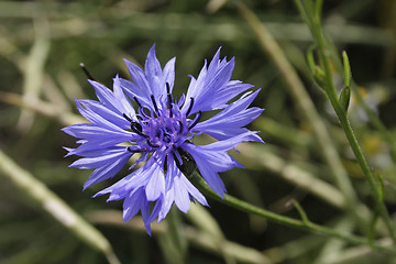 Image showing Cornflower