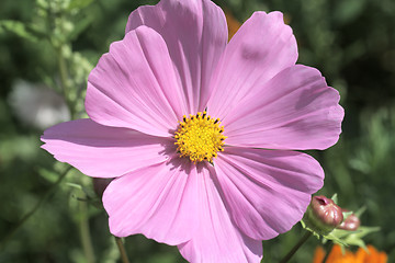 Image showing Cosmos