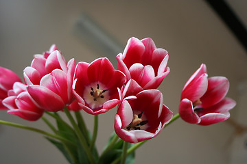 Image showing Bouquet of Tulips