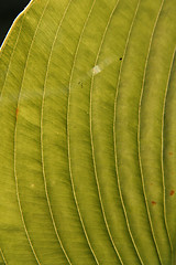 Image showing Leaf