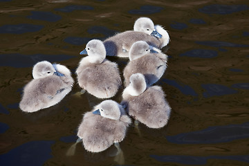 Image showing Ugly ducklings