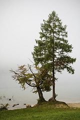 Image showing Trees by Lake Bohinj