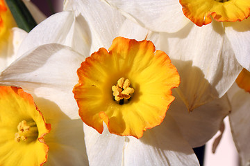 Image showing Narcissus