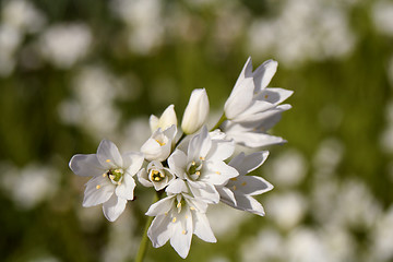 Image showing Flower of Spring