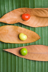 Image showing Leaf and Berry Still Life