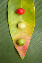 Image showing Leaf and Berry Still Life