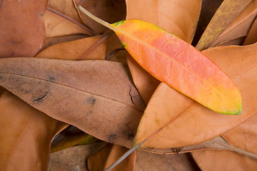 Image showing Autumn Forest Floor