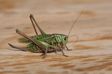 Image showing Grasshopper