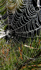 Image showing Spider-Web