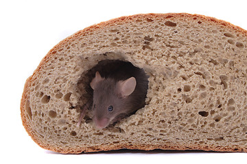 Image showing mouse and their house