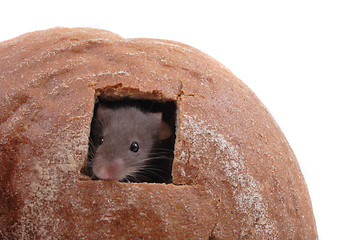 Image showing mouse and their house