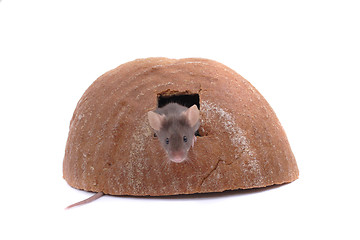 Image showing mouse and their house