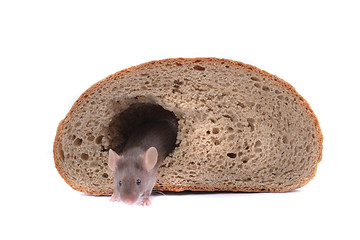 Image showing mouse and their house