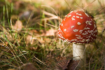 Image showing Mushroom