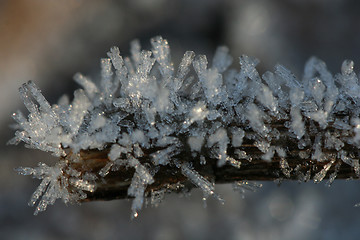 Image showing Frost