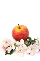 Image showing Apples and apple-tree blossoms