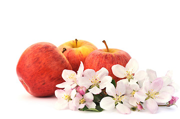 Image showing Apples and apple-tree blossoms