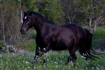 Image showing Running horse