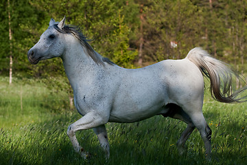 Image showing Trotting white horse