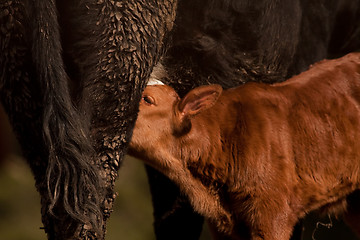 Image showing Suckling calf