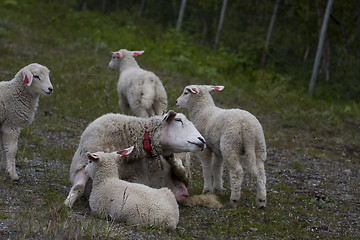 Image showing Sheep