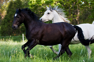 Image showing Cantering horses