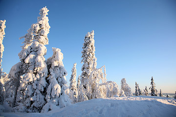 Image showing Finland, Koli, Winter 