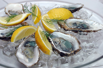 Image showing Oysters