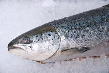 Image showing trout 