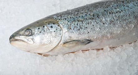 Image showing coolled fresh bright trout 