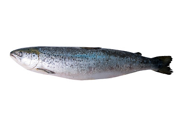 Image showing trout 