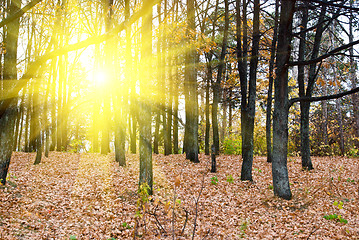 Image showing  Forest in autumn