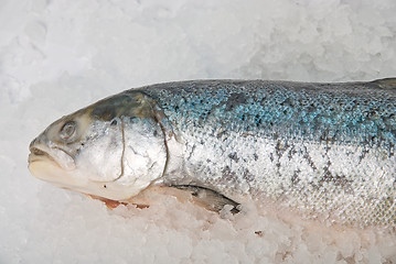 Image showing fresh bright trout fish