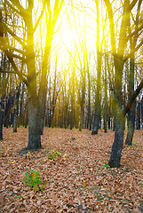 Image showing Sunlight at the Fores