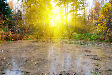 Image showing Bog at autumn sunlight forest