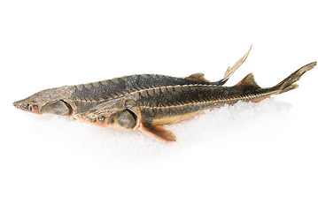 Image showing two sterlet fish