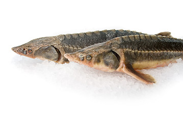 Image showing the sterlet fish