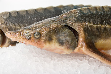 Image showing the sterlet fish 