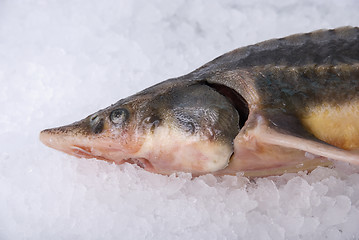 Image showing the sterlet fish