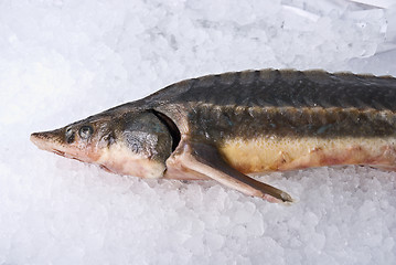 Image showing sterlet fish