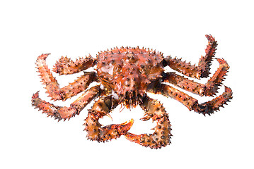 Image showing King crab