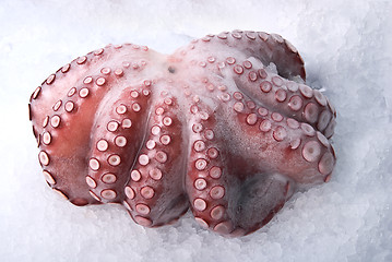Image showing  octopus