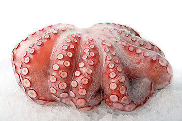Image showing octopus