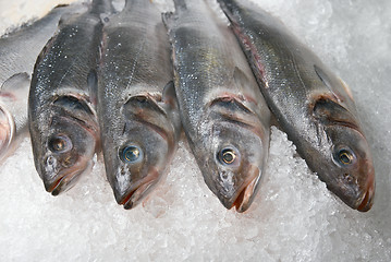 Image showing fish