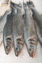 Image showing fish