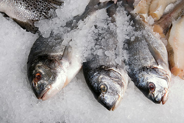 Image showing  Dorado fish